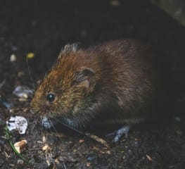 Dette billede illustrere Skadedjursbekämpning