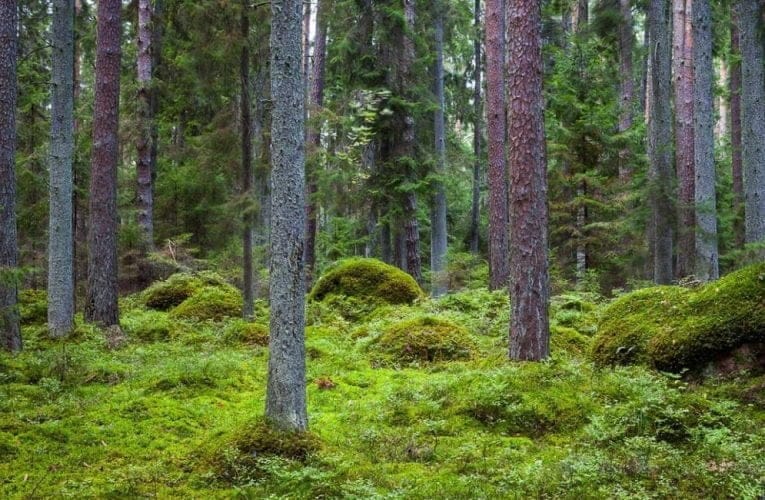 ”Vi behöver kunna mäta och följa upp biologisk mångfald”
