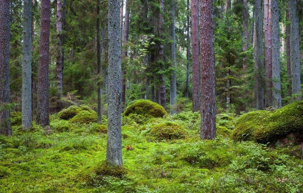 Dette billede illustrere ”Vi behöver kunna mäta och följa upp biologisk mångfald”