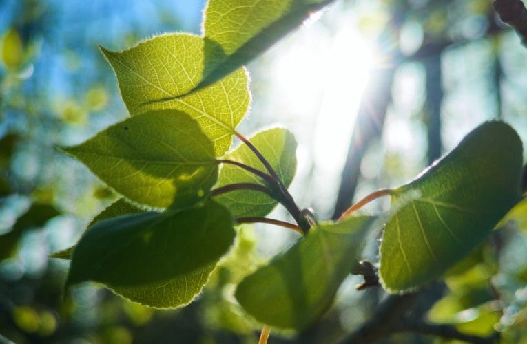 Poppelodling kan ge stora mängder biomassa till svensk drivmedelsproduktion