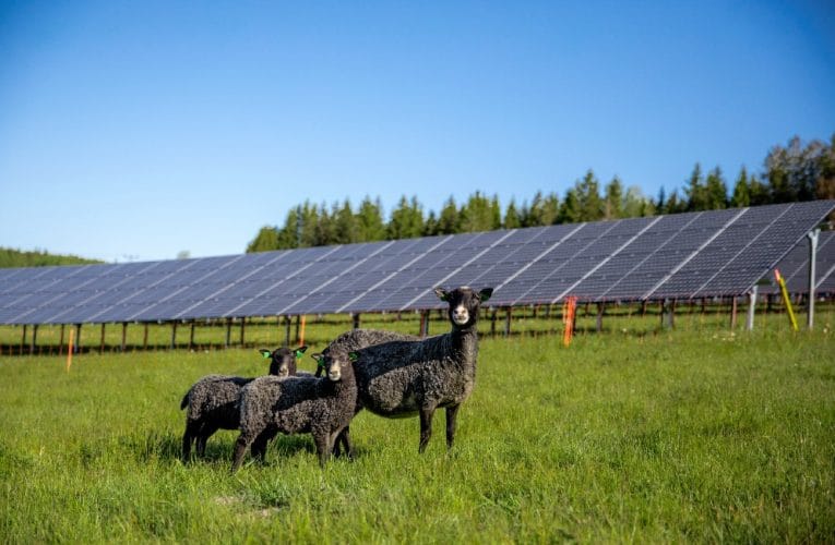 Fullt i Solhagen – alla solpaneler abonnerade: ”Kunderna står på kö”